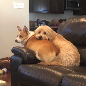 Meet your Posher, Natalie